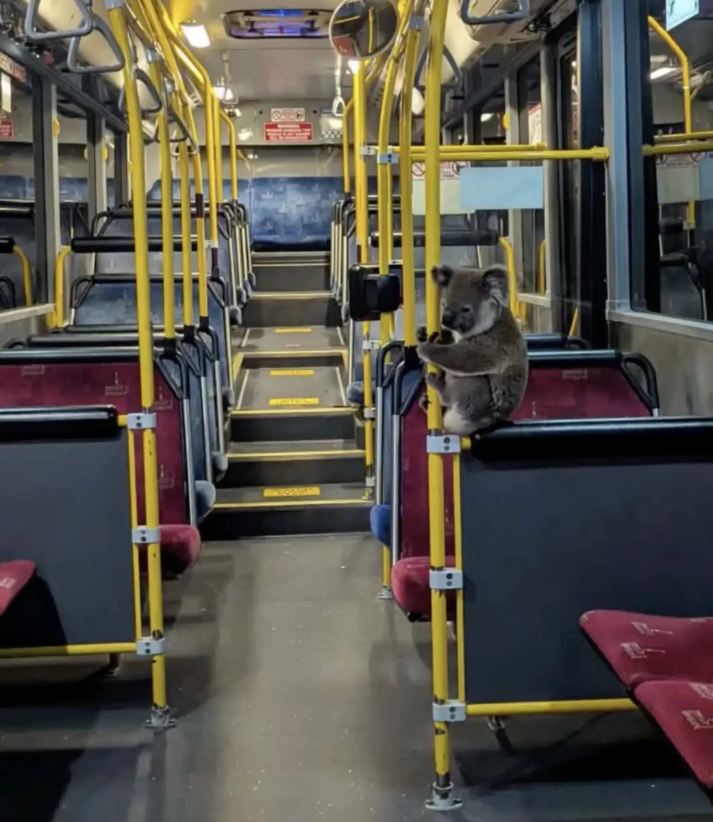 Hey <a href="/METROHouston/">METRO Houston</a>: if you want to increase ridership, this would totally get me on public transportation! 😍 
(puppies would also work ;)

thedodo.com/daily-dodo/kin…