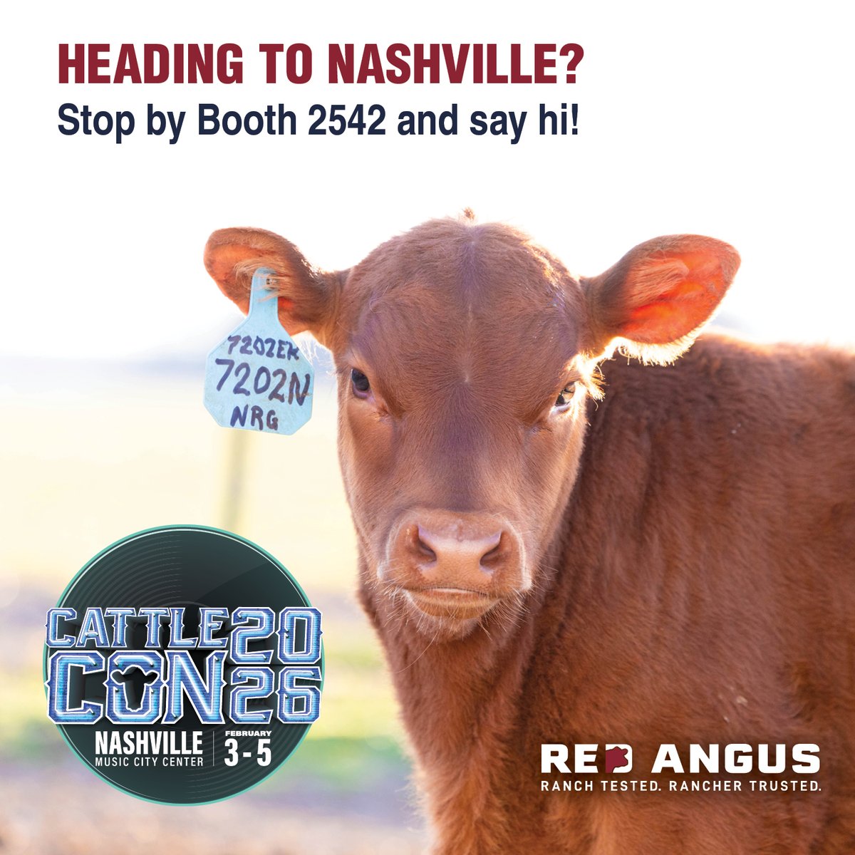 Red Angus America tweet media
