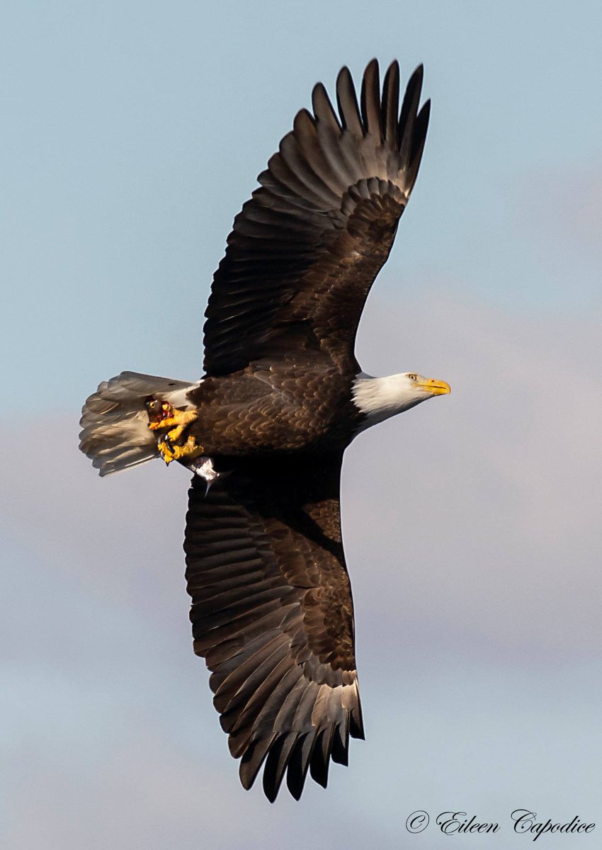Today's Bald Eagle tweet media