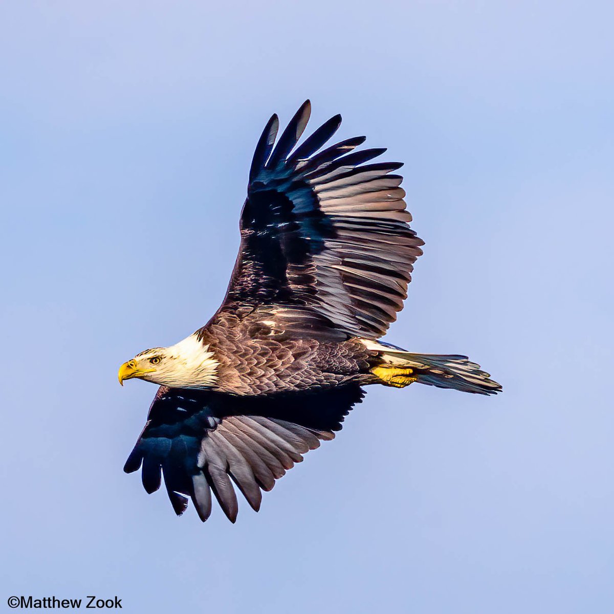 Today's Bald Eagle tweet media