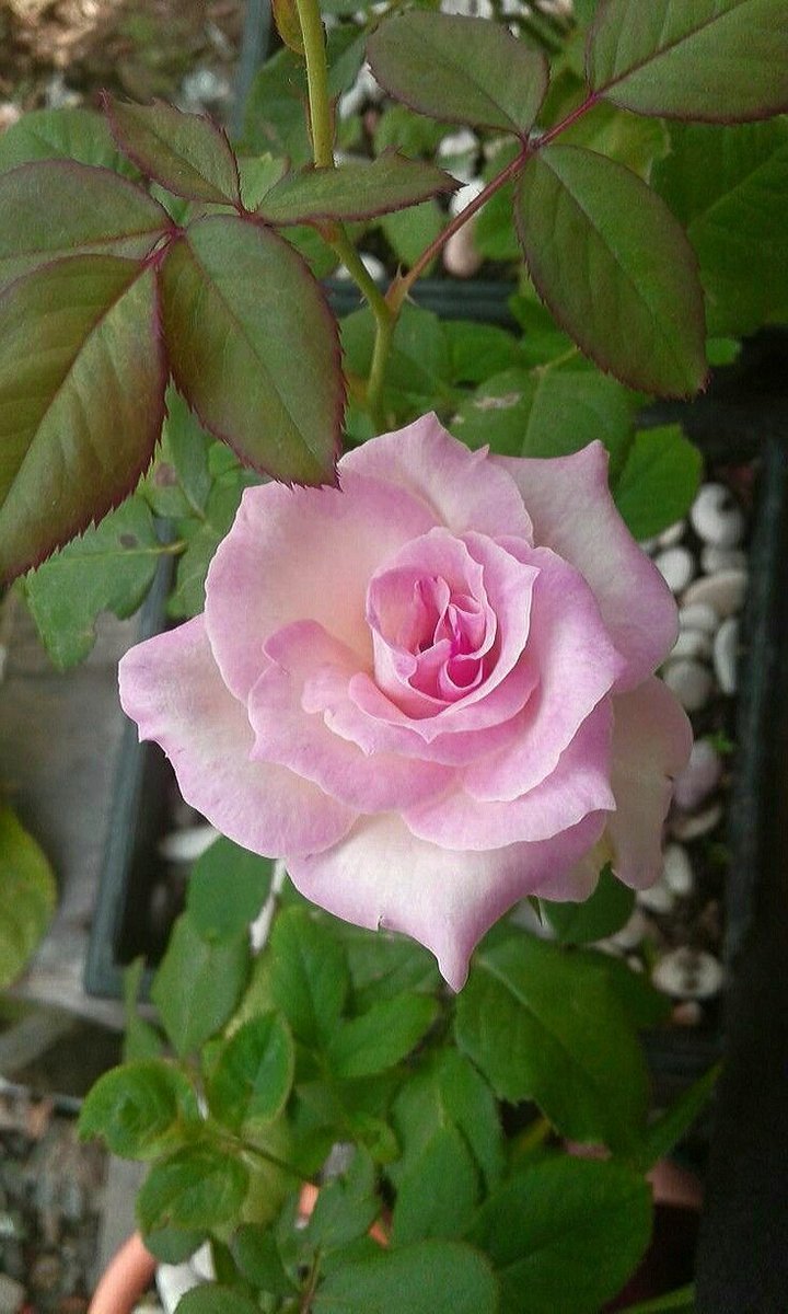 Listening with the heart is a form of respect.