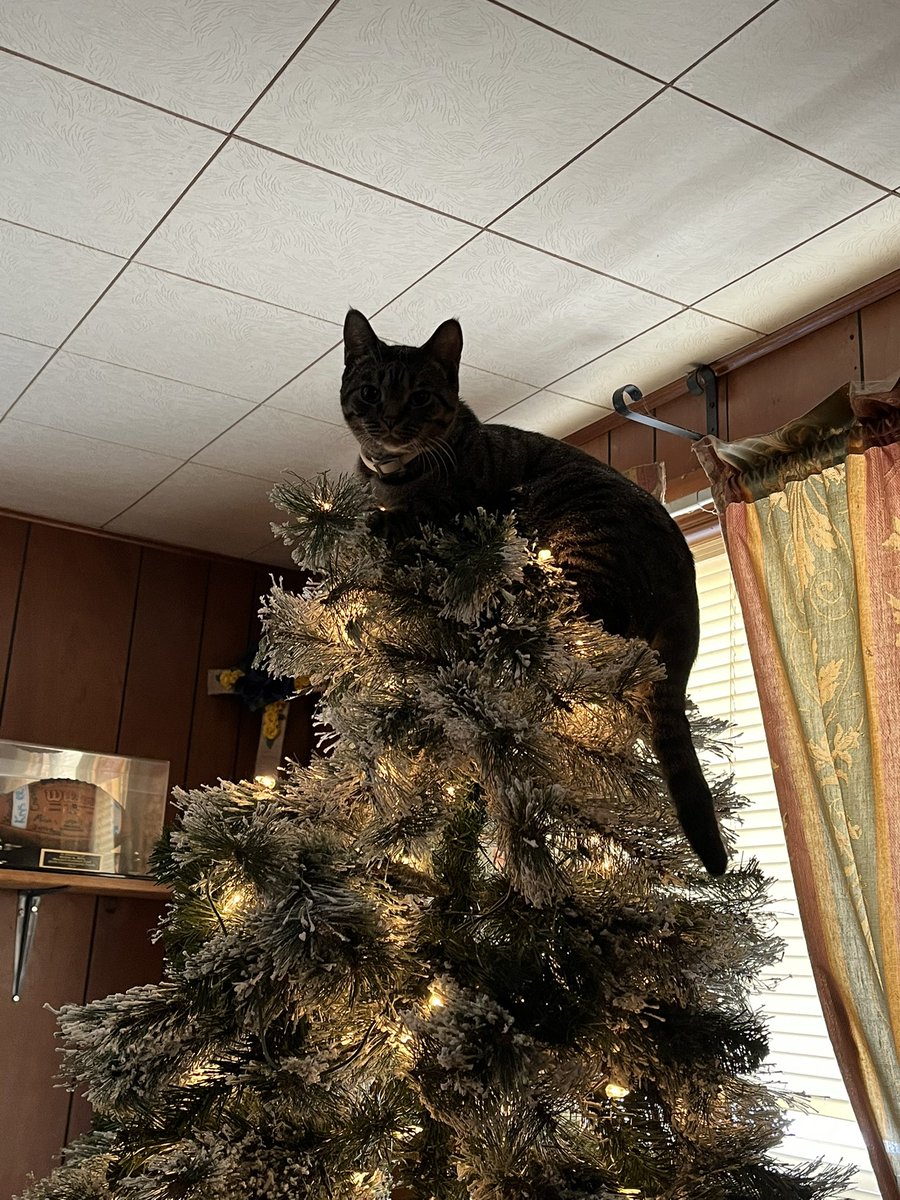 Jacqueline Martin tweet media