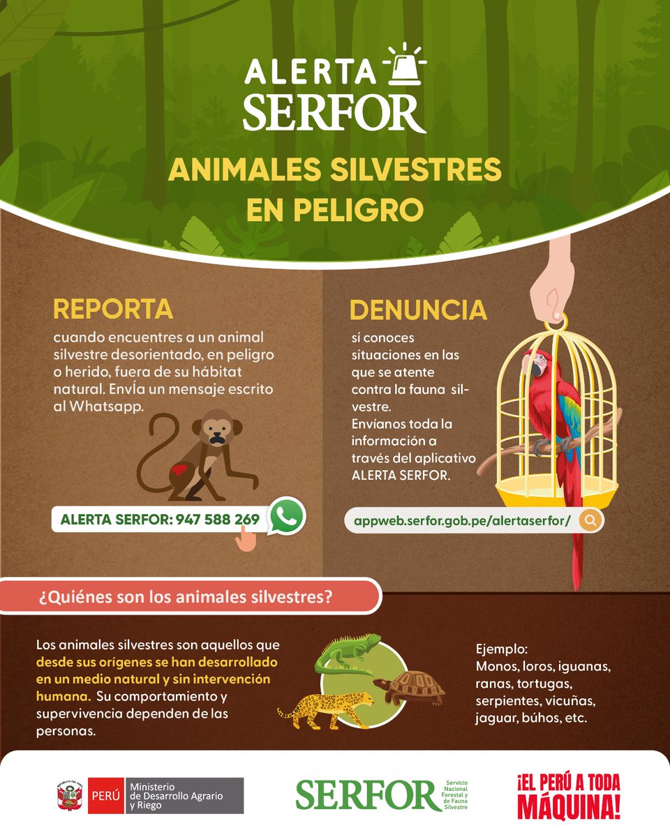 SerforPeru's tweet photo. 🚨 #AlertaSERFOR | ¿Ves un animal silvestre en riesgo?
Repórtalo por nuestro canal oficial. En 2025 atendimos más de 1 800 consultas y 340 casos gracias al reporte ciudadano.

👉 WhatsApp: 947 588 269, envía fotos o videos y la ubicación del caso
⚠️ Atendemos solo fauna silvestre https://t.co/VealM5y2km