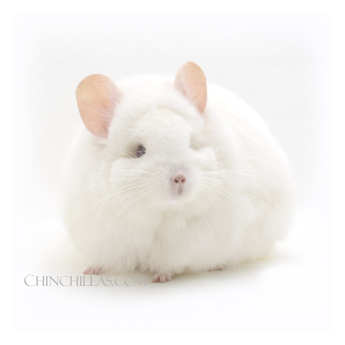 Chinchillas.com tweet media