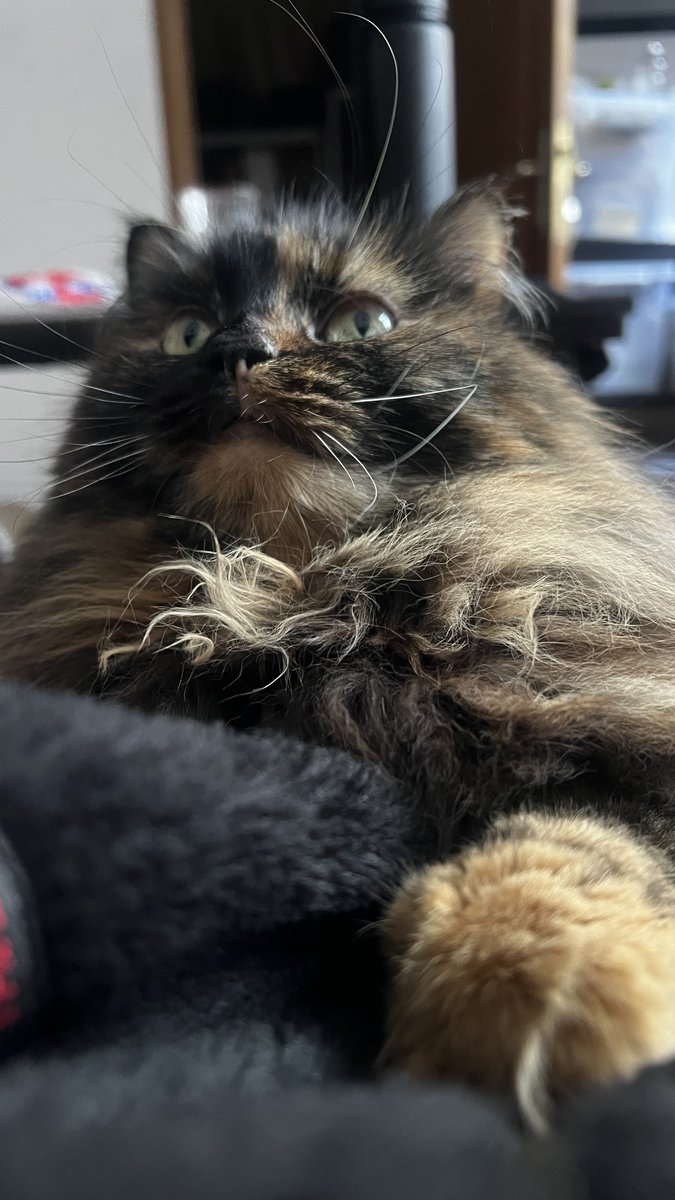 Правоберегиня tweet media