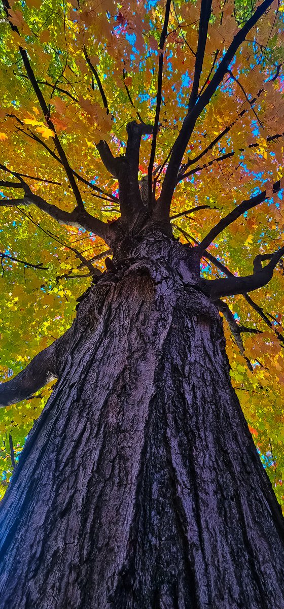 CWolfeShots's tweet photo. #TreeBarkTuesday #TextureTuesday https://t.co/8vbPCRZOOF