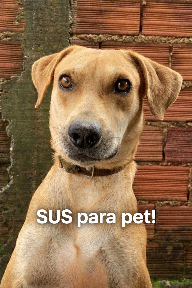 Viviifernande's tweet image. Você concorda?
Precisamos de mais hospitais veterinários gratuitos no Brasil.
Os que existem são poucos e de difícil acesso.
SUS para pets. 🐾