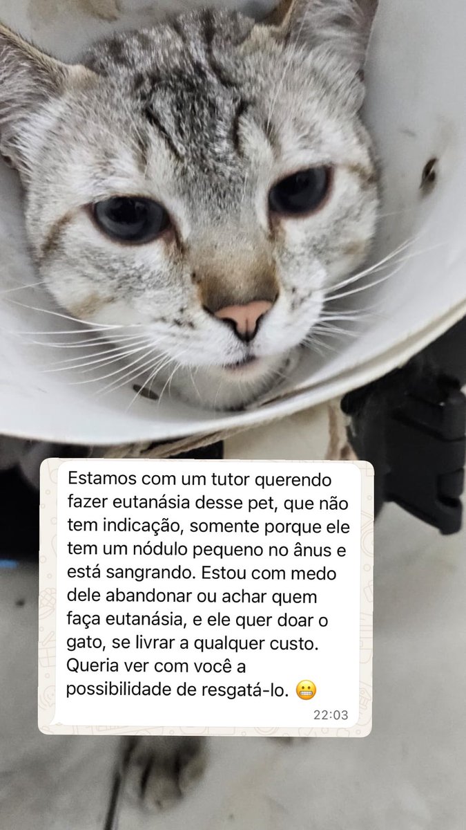 Eu nem sei o que falar.

Esse gatinho se chama Dengoso, justamente porque é um amorzinho. Mas ele tem um nódulo no bumbum que sangra muito. Isso foi motivo para seu tutor pedir para a veterinária eutanasiá-lo, sem nenhuma indicação. Ele precisa fazer uma cirurgia, mas o tutor não