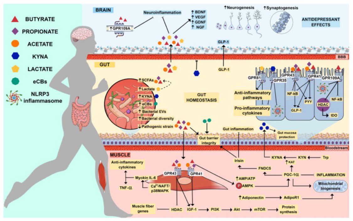 L'exercice physique améliore l'équilibre des bactéries intestinales, ce qui réduit l'inflammation et les symptômes dépressifs.

pmc.ncbi.nlm.nih.gov/articles/PMC10…