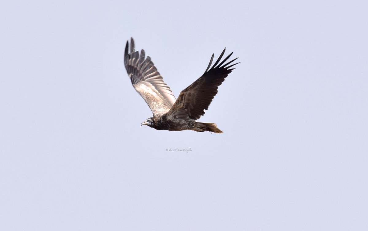 saveindiantrees's tweet photo. Egyptian Vulture @ Jodhpur https://t.co/bwvocR8jUX