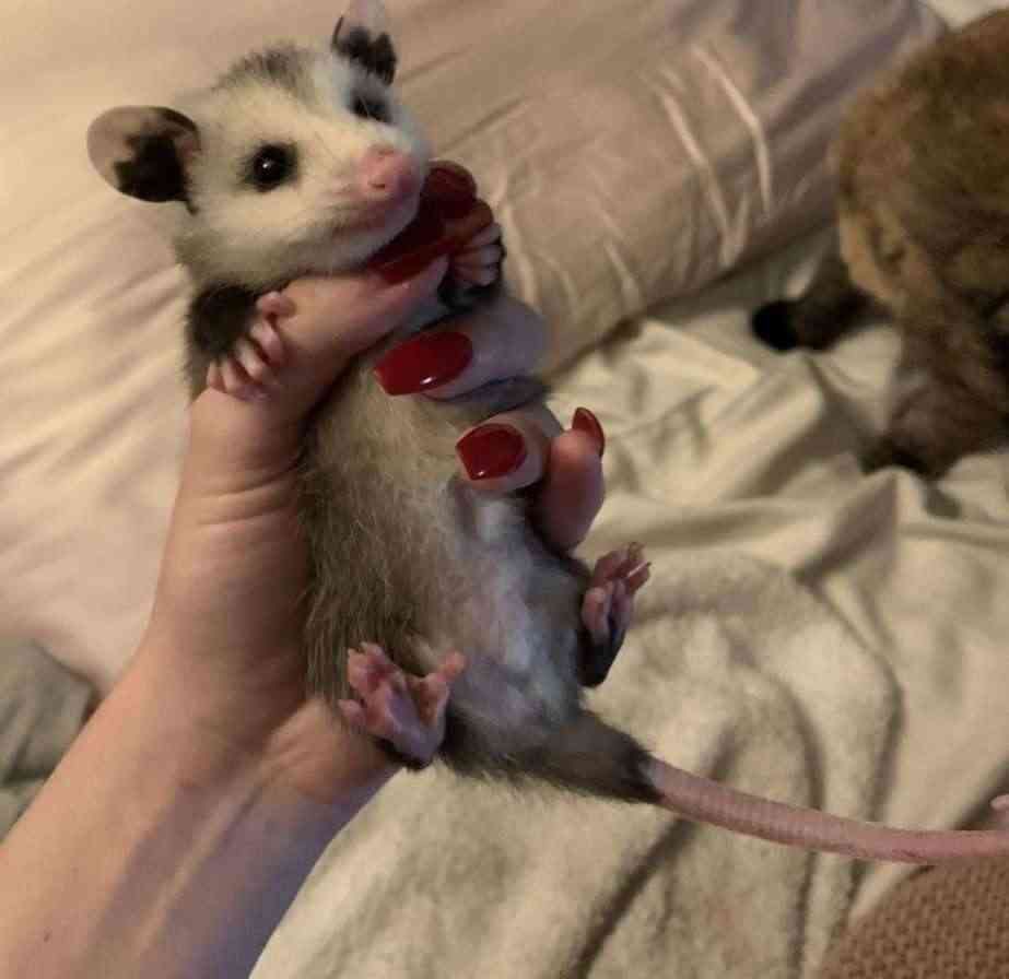 Coffee Toddy tweet media