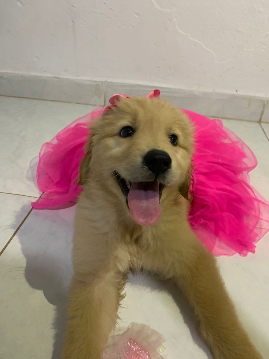 Victortisoy22's tweet photo. Mi maggi ✨️🥰❤️ https://t.co/7nhtfFLSGm