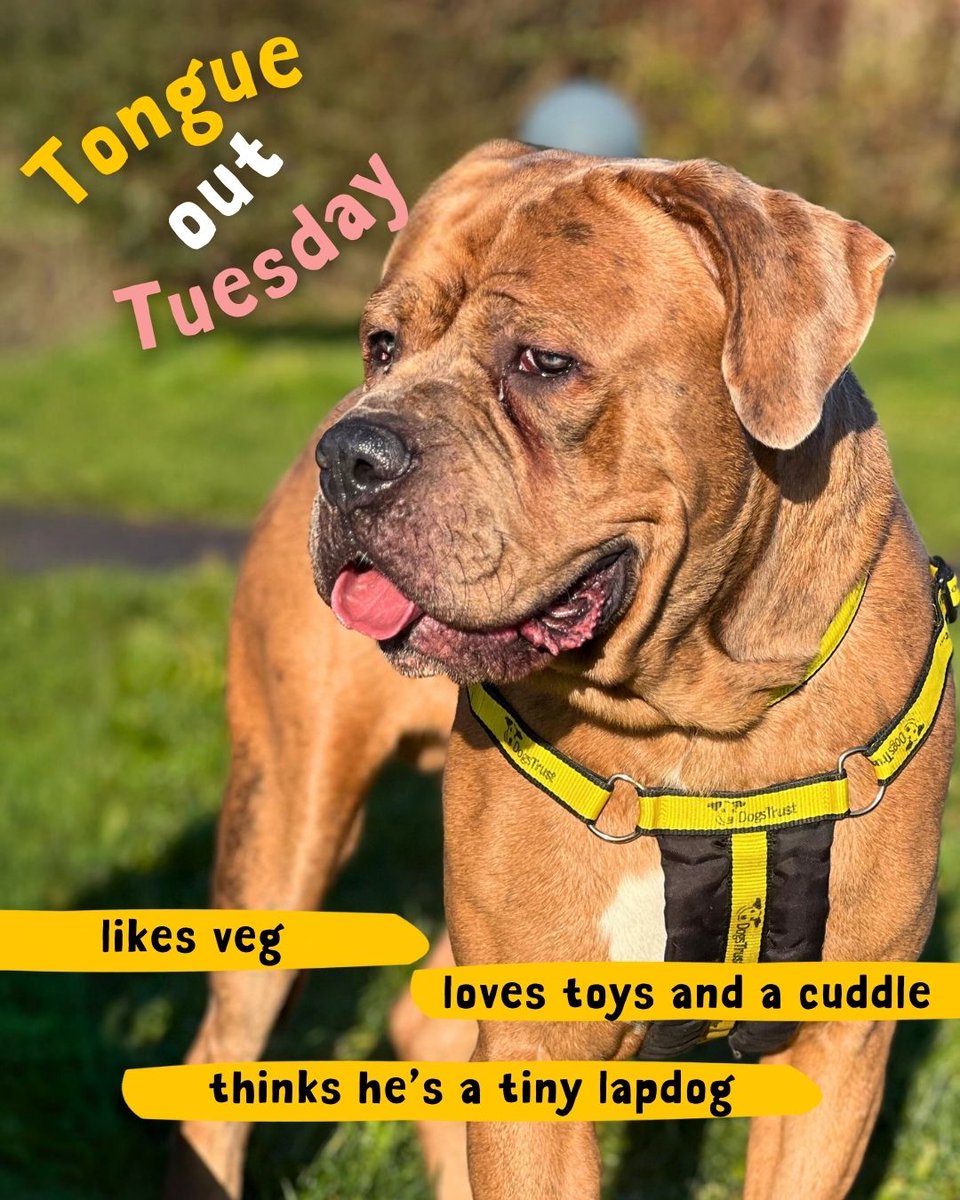 DT_Salisbury's tweet photo. Can lapdogs be large? Well we all go weak at the knees when enchanting Enzo turns on the charm. ๐ถ๐
If you are interested in adopting a dog like Enzo, follow us and check out our website (link in bio)
#TOT #TongueOutTuesday #DogsAreForLife #DogsTrust #DogsTrustSalisbury https://t.co/K68kdp1cmR
