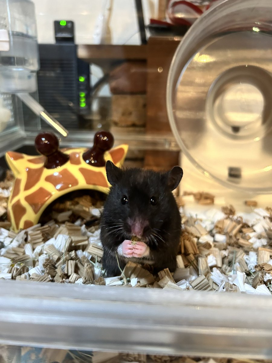 琉 也/ Turtle Frog tweet media