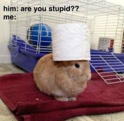 equine__dentist's tweet image. 