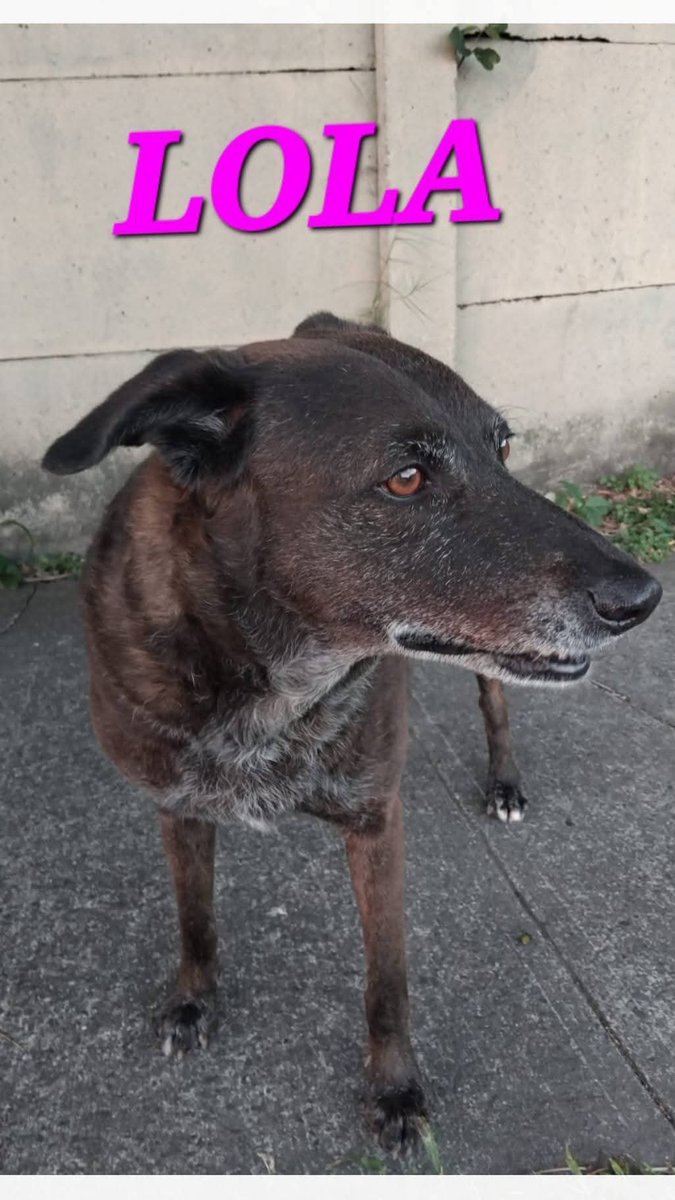 lyssitta's tweet photo. SERVICIO SOCIAL✅️
#SEBUSCA 📣
#EXTRAVIADA ‼️‼️

Perrita extraviada en ciudad merliot aun no se ha encontrado ayudennos inf. 76008048 https://t.co/xBR5WRlWCy