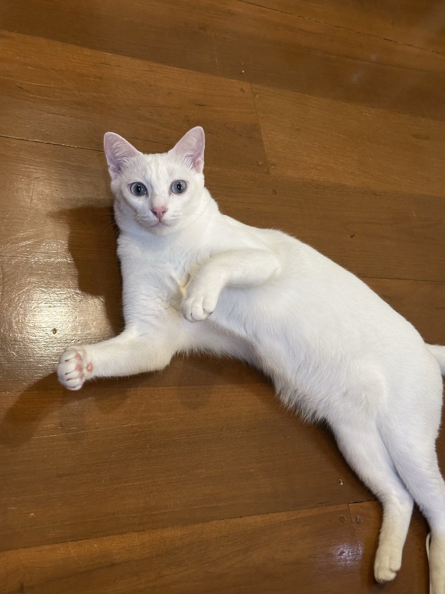 Jibara capybara 🥥🎀 tweet media