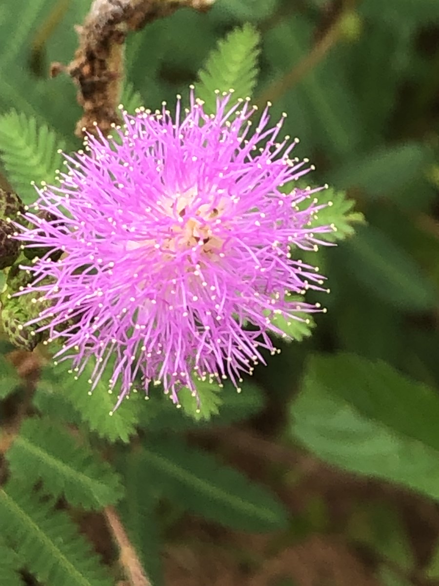 Pegasus da PaulaF7® (@filhadapaulaf7) on Twitter photo 