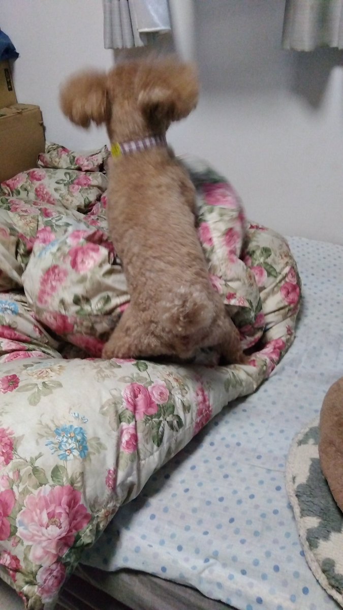 jamiru02's tweet image. 整えた布団を開拓なう。