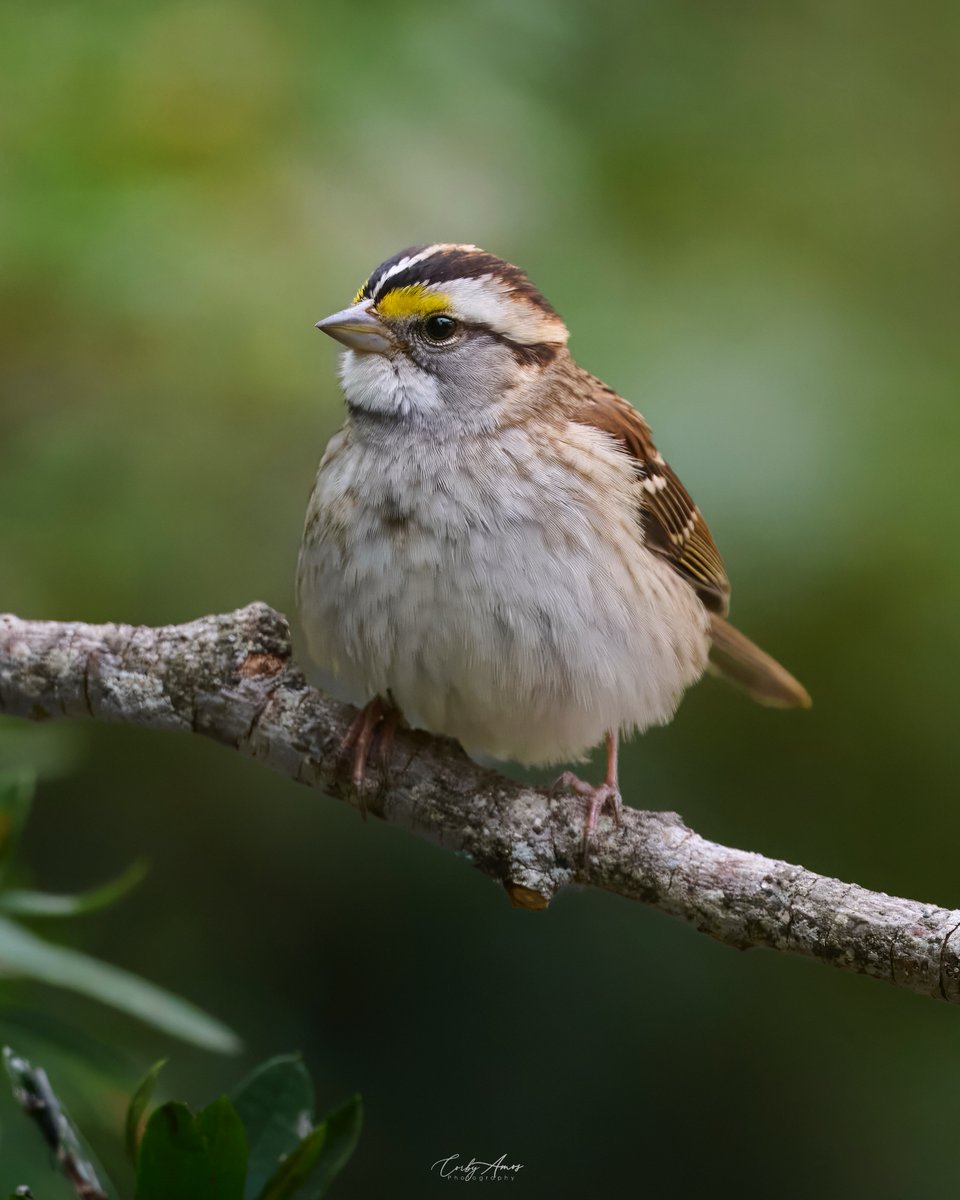 corbyamosphoto1's tweet image. White-throated Sparrow
