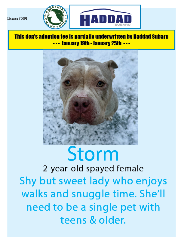 Storm is our <a href="/HaddadSubaru/">Haddad Subaru</a> #DogoftheWeek - if you adopt Storm by January 25th, a portion of her adoption fee will be underwritten by Subaru!
berkshirehumane.org/adopt/dogs/
#subarulovespets