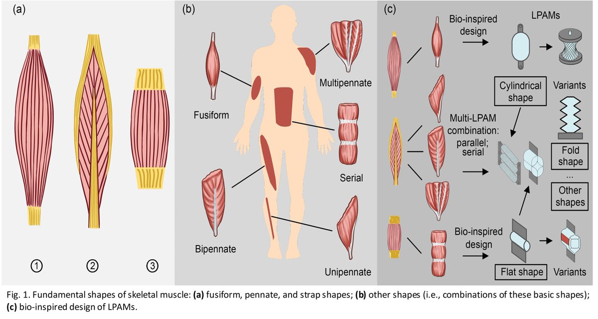 Bio-Design and Manufacturing tweet media