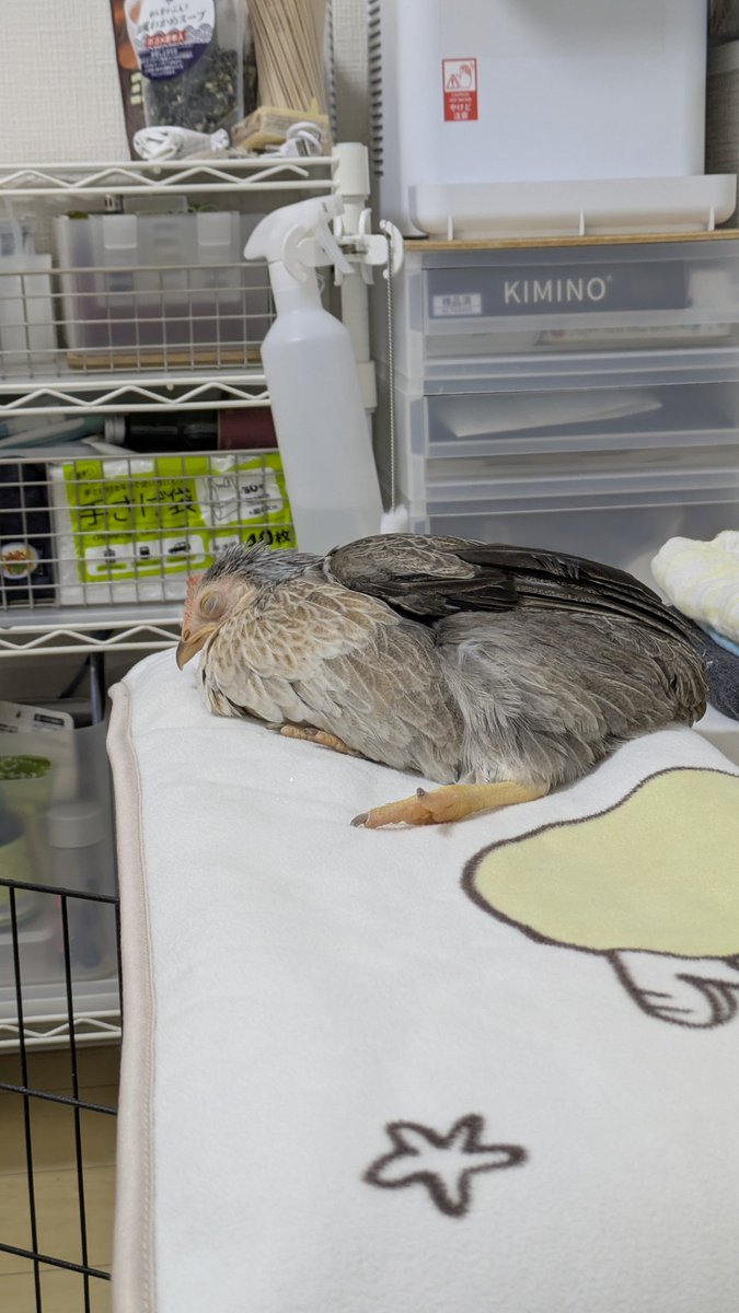 暖かくて溶けてる。