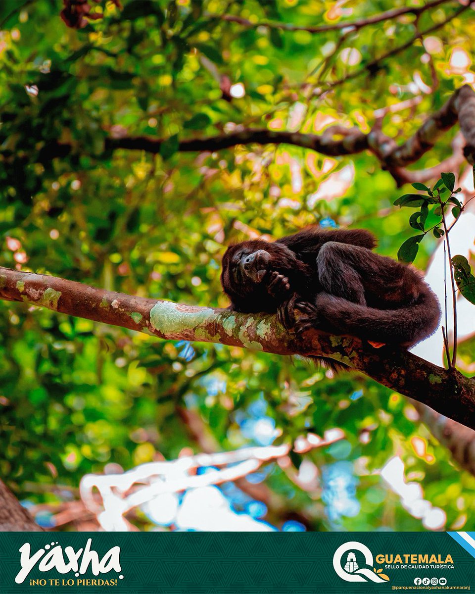 ¿Sientes la mirada de los ancestros? 🐒🌿

En Yaxhá, la selva es un templo vivo donde el misticismo maya respira en cada rincón. Desconéctate del ruido y conecta con tu historia. 🌅✨

📍 Tu aventura te espera. ¡No te lo pierdas!

#YaxhaNakumNaranjo #NaranjoSaal