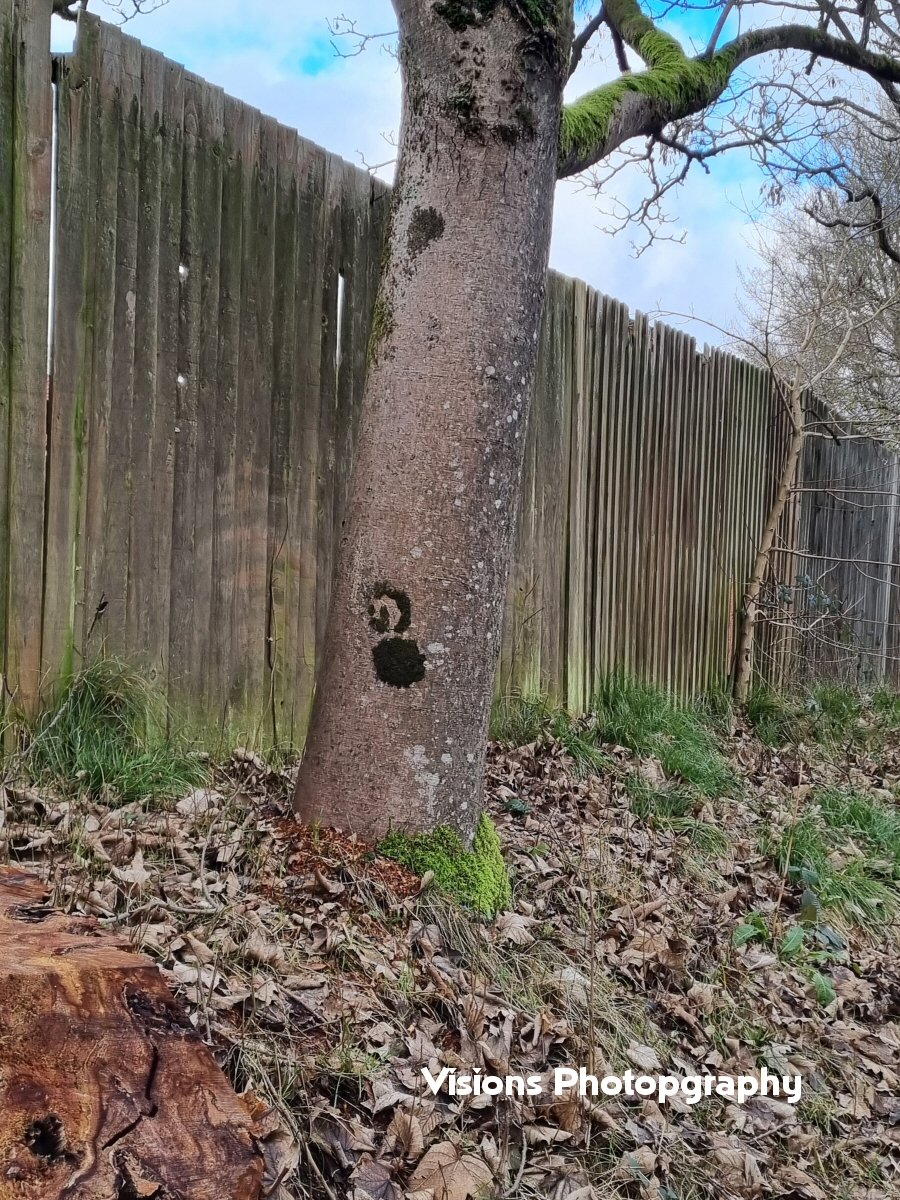 Every time I walk by this tree I get the feeling it's telling me where to "GO".  😄