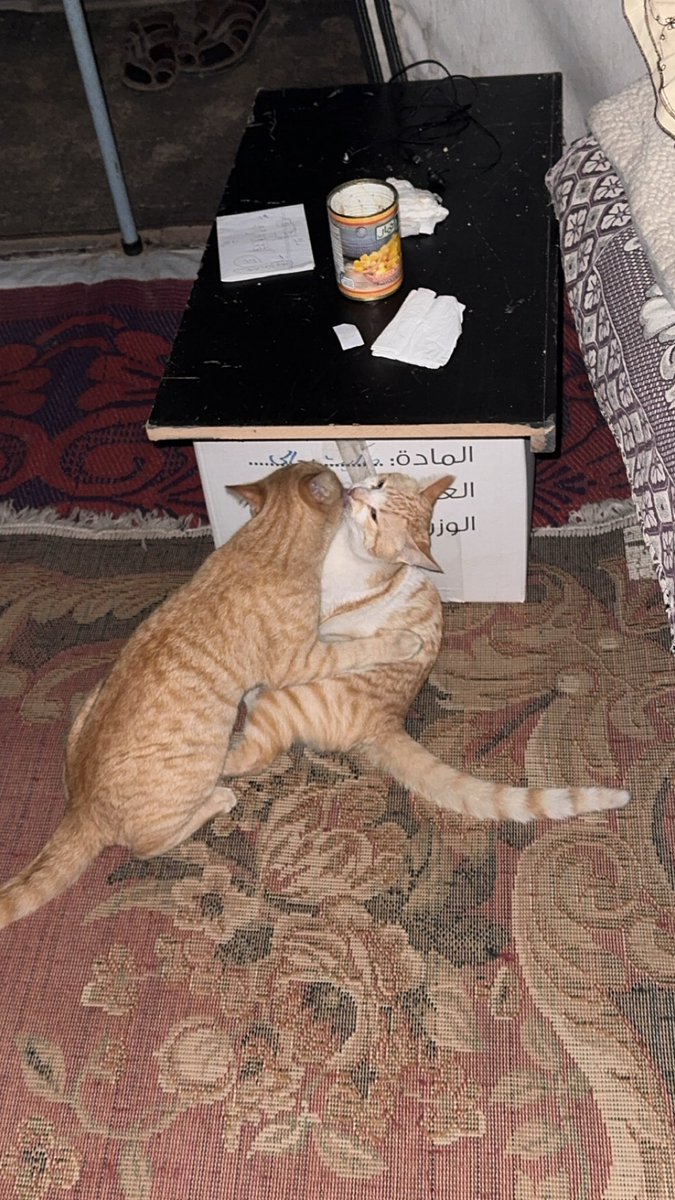 Mo7mmd30's tweet image. This love language
exists even in Gaza,
despite the war…