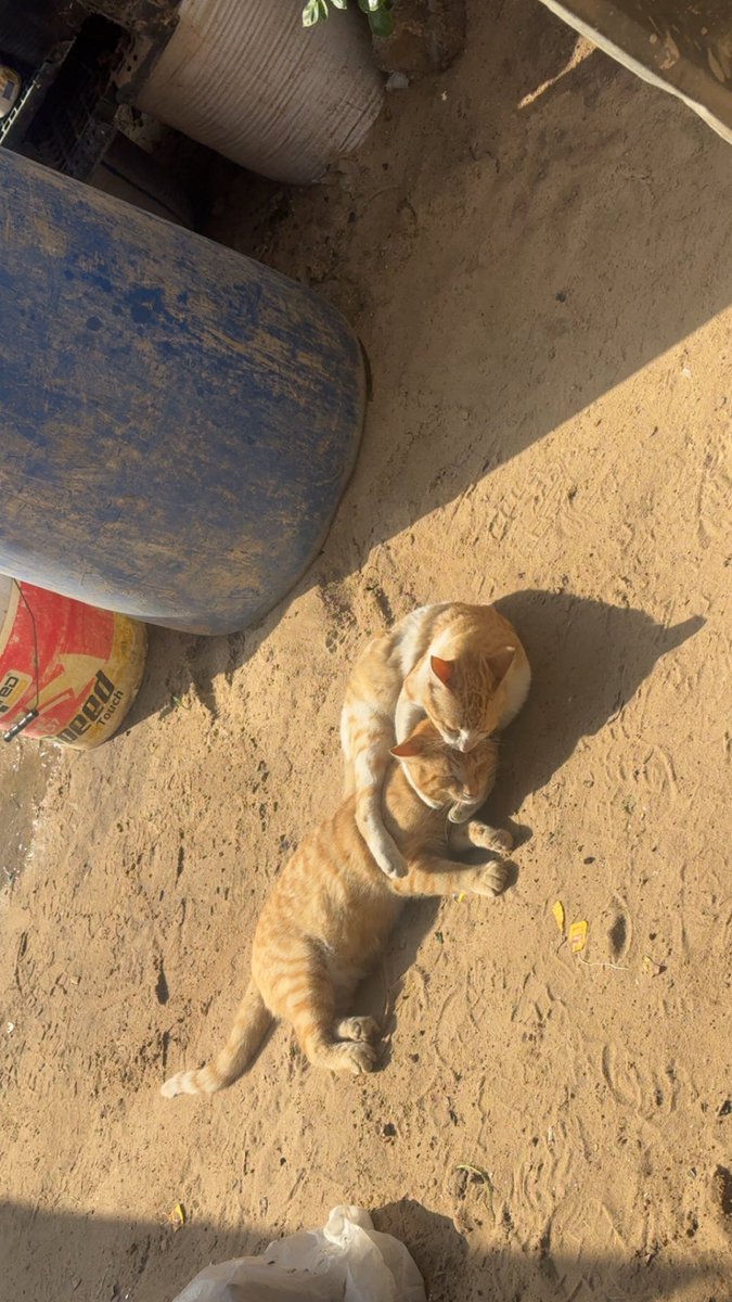 Mo7mmd30's tweet image. This love language
exists even in Gaza,
despite the war…