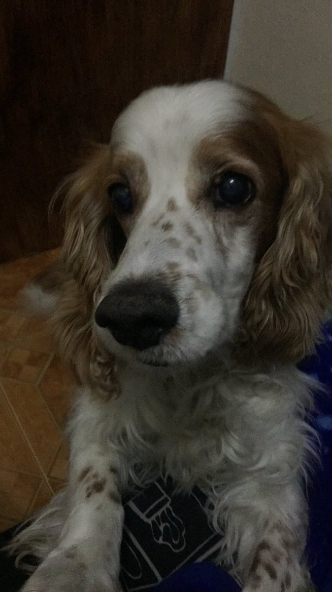 Cuando te trajeron a casa, nunca pensé que una pequeña bola de pelo nos robaría el corazón y se llevaría un pedacito de nosotros al irse al cielo. 
Después de casi 17 años de travesuras y amor infinito, hoy nos dijiste adiós… Te amamos Konan, y por siempre lo haremos 🤍