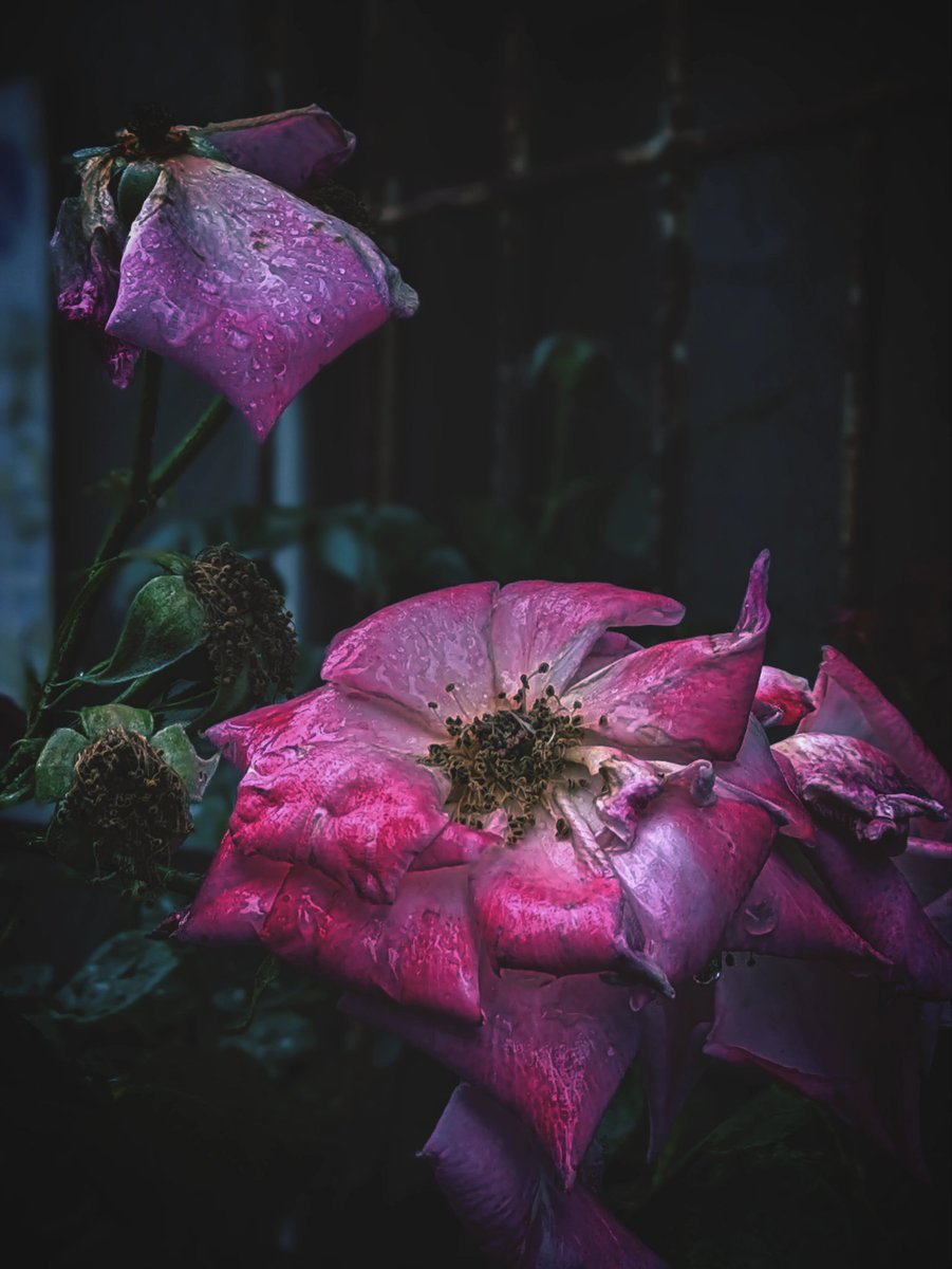 上手くいかないことの理由にするために
記憶の底で飼っている恨みがある

#花テロ