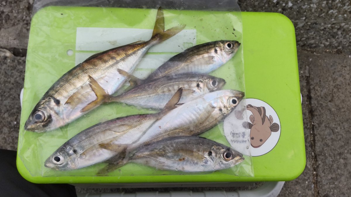 kentagonfishing's tweet image. 寒そうなので短時間の西公園！

夜明けちょい前からアタリがあって、一時間でアジ6匹😁