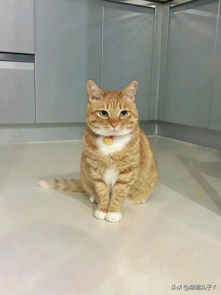 onworkink's tweet image. Selamat pagi, sikap sempurna mau bfast (bukan transfer duit karena belio bisanya ngabisin duit)