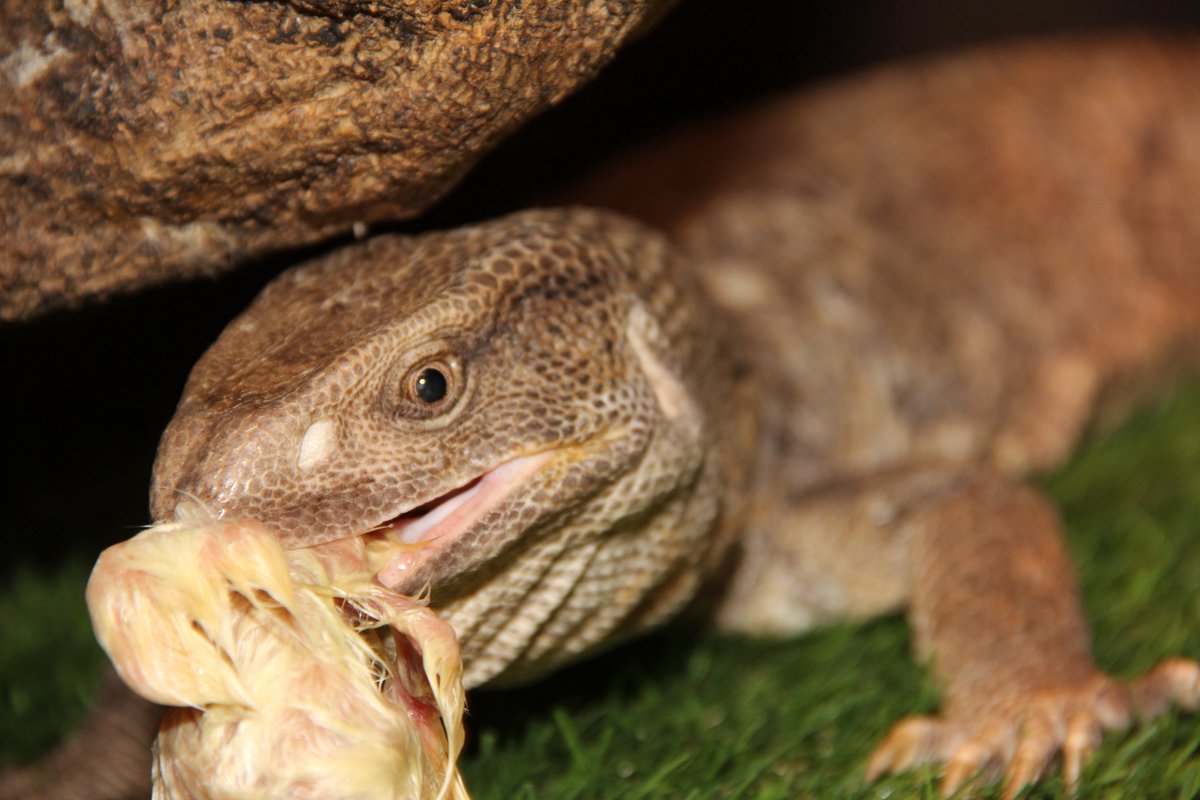 たろう (@exotic_VNCA0523) / Posts / X