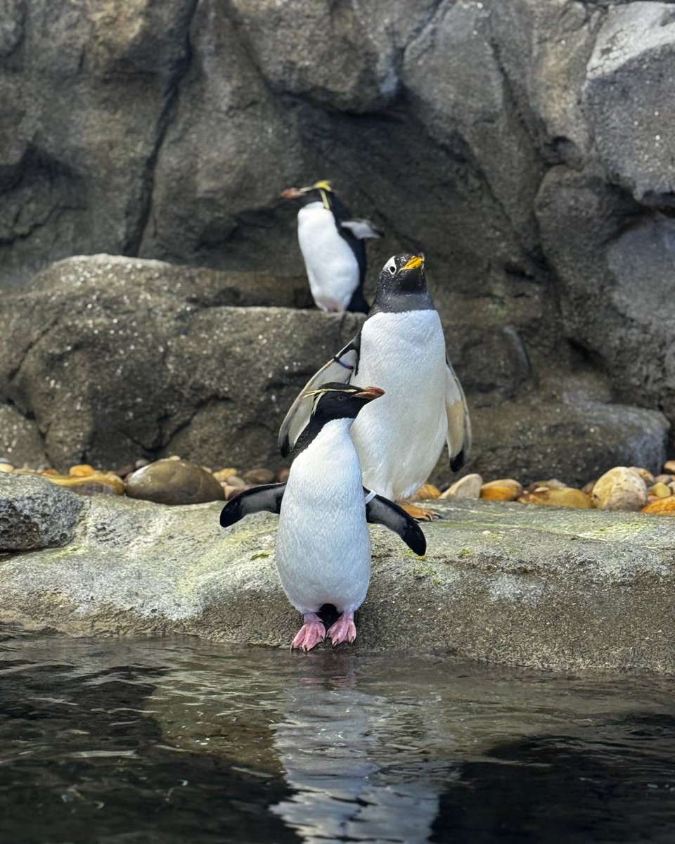 It’s a beak-utiful day – it's #PenguinAwarenessDay! 🐧

All penguins are at home in the water. 🌊 By shopping sustainably for seafood products and lowering carbon footprints, we can all make a difference for our flippered friends and the ecosystem they call home. 🩵

#YourZooYYC