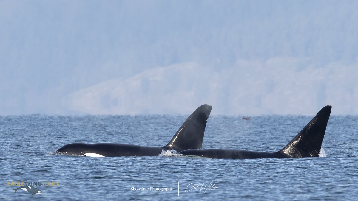 eaglewingtours's tweet photo. Here’s double-trouble—the T019 boys: Galiano (T019B) on the left and younger brother Spouter (T019C).
Showtime Photography
#Wild4Whales #DoubleTrouble #TopPredator https://t.co/21OEKu0cZn