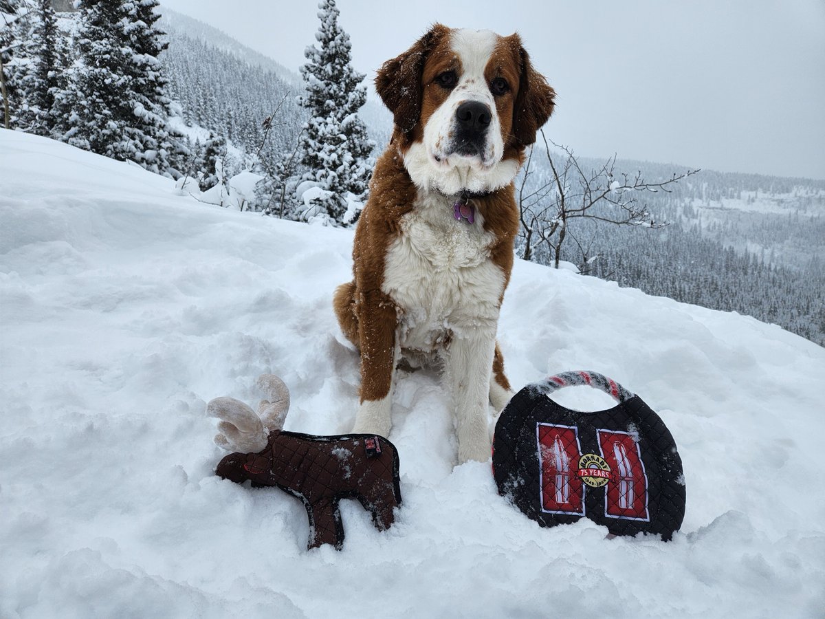 TeamHornady's tweet image. Get your dog in the hunt!

Hornady Dog Gear now available at fine retailers nationwide. 
Find a retailer near you: getROCT.com/retail-locator/

.
.
.
#hornady #dogtoy #ROCToutdoor #dogsofinstagram