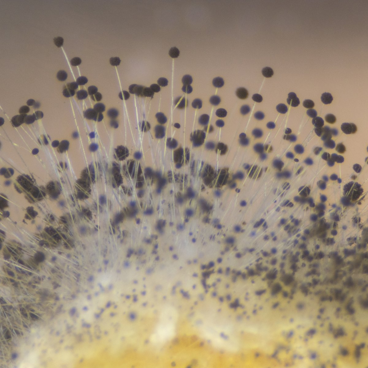 Ever walk into a room and instantly think, “Why does it smell musty in here?” This smell is caused by mVOCs, gases released as mold grows and feeds on building materials. Learn more: gotmold.ca/education/why-… We find and fix sources of unhealthy #indoorair.