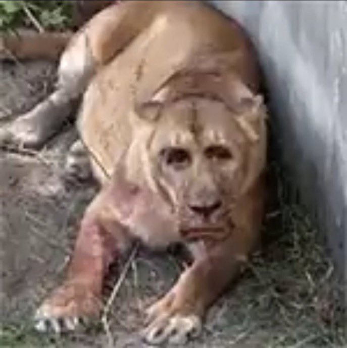 TrueWitchB's tweet image. "Comam merda pq é o que tá no canon"