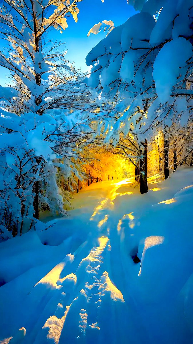 🩵💛❄️❄️💛🩵