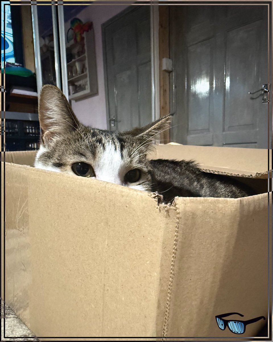 MrPJOulton's tweet image. Someone wasn't impressed with the lack of snacks with the Kickstarter, but was more than happy to claim the box...

#Cat #CatBox #Claimed #Snacks