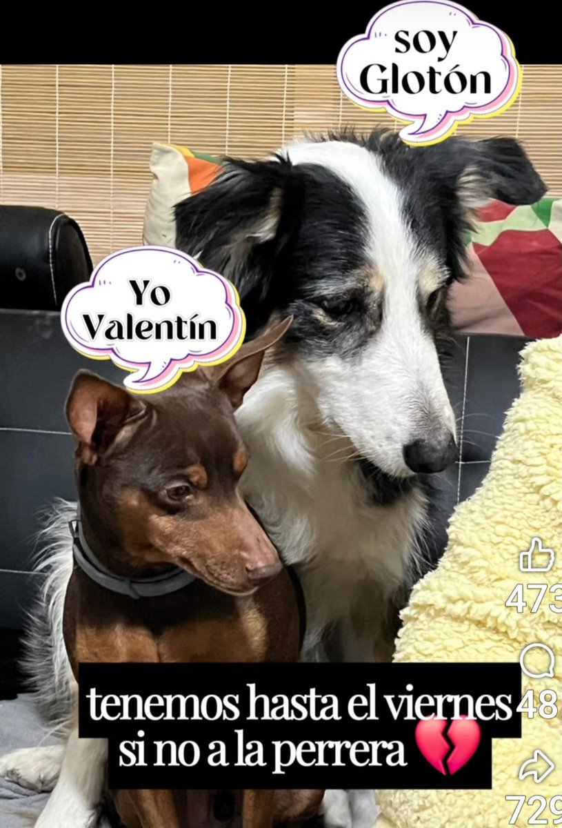 MarioliRm's tweet image. Madrid
 Gloton tiene 10 años y Valentin tiene 6 años.
Sus dueños se separan,el no quiere saber de ellos 😒 y ella se va a una habitacion donde no admiten animales
Urge🚨🚨 acogida o adopcion o el 23-Enero van a la perrera 😥AYUDA🙏
Contacta-facebook con Asociacion Gatos Lechuzos
