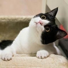 GuernseyJuliet's tweet image. How do you mean "we need to be on diet"? WE???

#dinnertime #CatLovers 

@AlessandraCicc6 
@BrindusaB1 
@gherbitz 
@lagatta4739 
@NadiaZanelli1 
@DEOLINDAMA93701 
@Barbaga3Gaetano 
@Alessan52543255 
@GiuseppeTurrisi 
@mniyaya153 
@annamarylight 
@j_ferris221629 
@karmendida