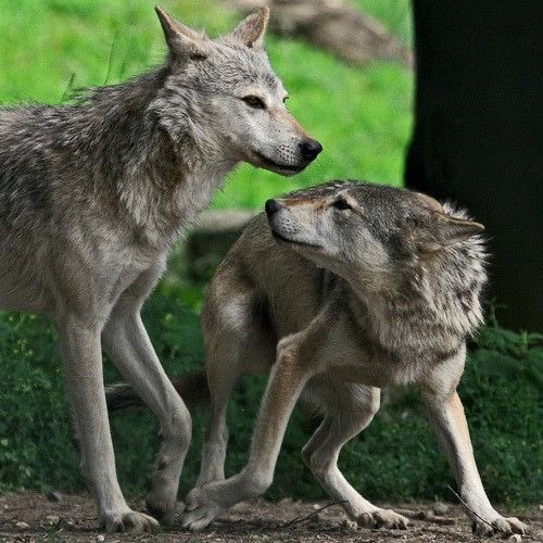 jackwolfewolves tweet picture