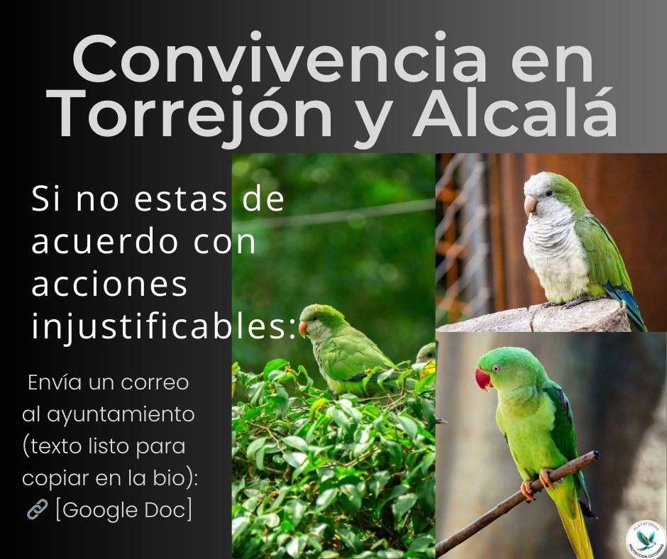 ¿Nos ayudas enviando un correo? 
En Alcalá y Torrejón se prevén actuaciones letales contra cotorras pese a su presencia mínima, sin censos ni daños acreditados. El RD 630/2013 no obliga a matar. docs.google.com/document/d/1Bb…