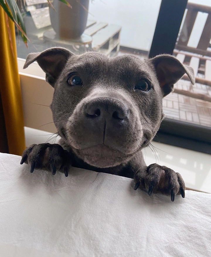 dog_rates's tweet image. This is Pioppi. He didn't pop up for any particular reason, just likes looking at you. 13/10