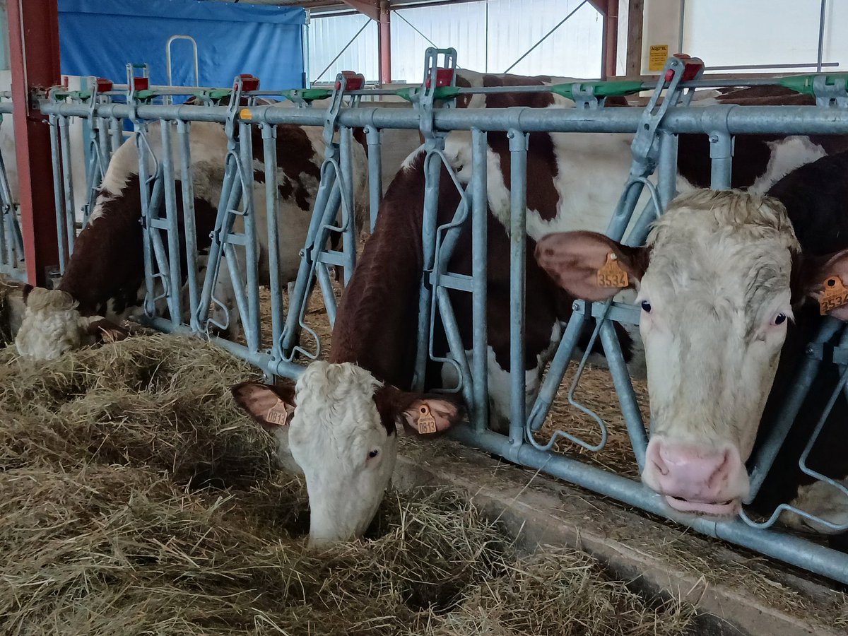 Les vaches sont de retour dans cette exploitation d'Ecleux dans le #Jura. Le précédent troupeau a été abattu a cause de la #DNC. Reportage dans les journaux de <a href="/RcfJura/">RCF Jura</a>