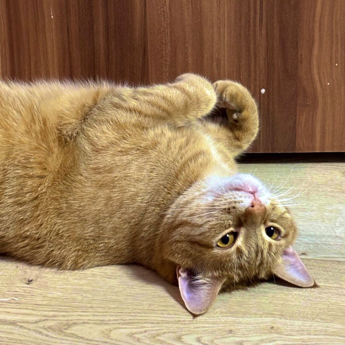 konoplintus's tweet image. не вивозимо ремонт корча, скільки могли вже вкинули своїх в цю безодню, але без тачек ніяк, тому прийшла просить. треба 25к гривень батальйону джохара дудаєва на ремонт корча який трохи не вивез морози (його можна зрозуміти). допоможить будьласка🥹
send.monobank.ua/jar/3uFCSpgckA